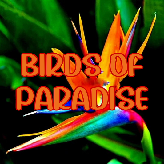 Birds of Paradise Scented Beads 8 ounces