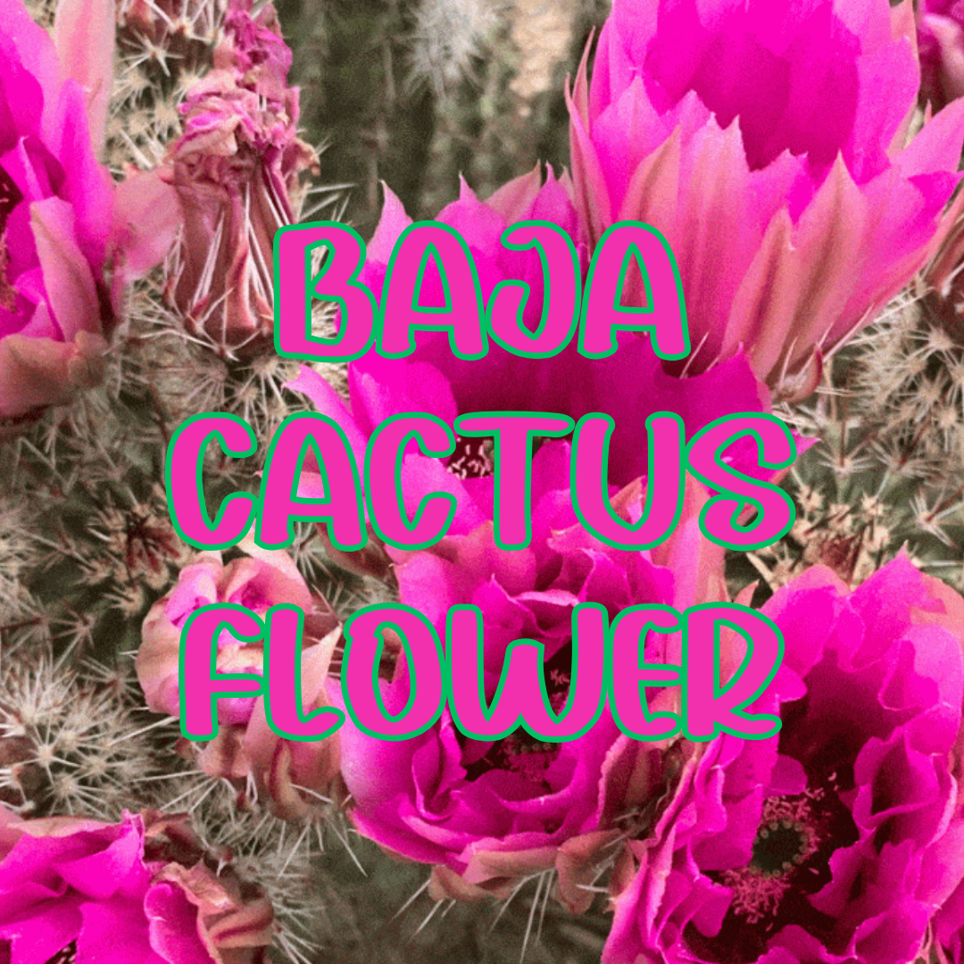 Baja Cactus Flower Scented Beads 8 ounces