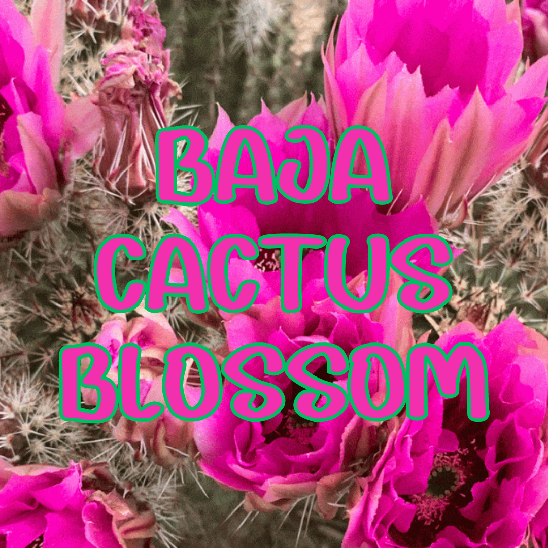 Baja Cactus Blossom (Type) Scented Beads 8 ounces